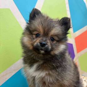 Pomeranian