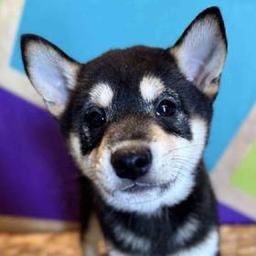 Shiba Inu