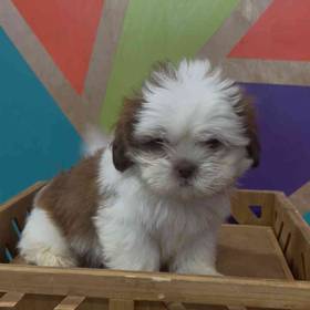 Shih Tzu