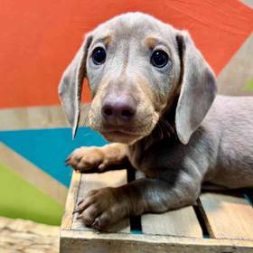 Dachshund