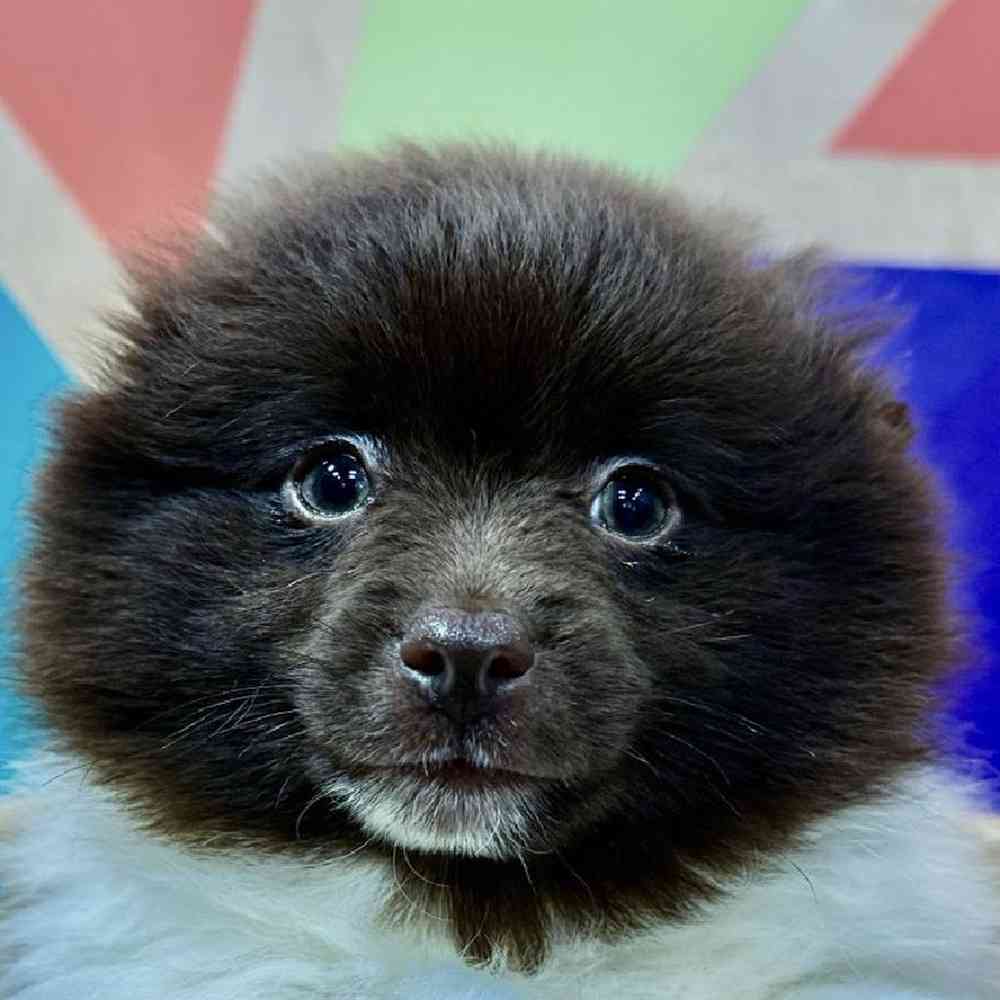 Male Pomeranian Puppy for Sale in Joplin, MO