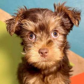 Yorkie
