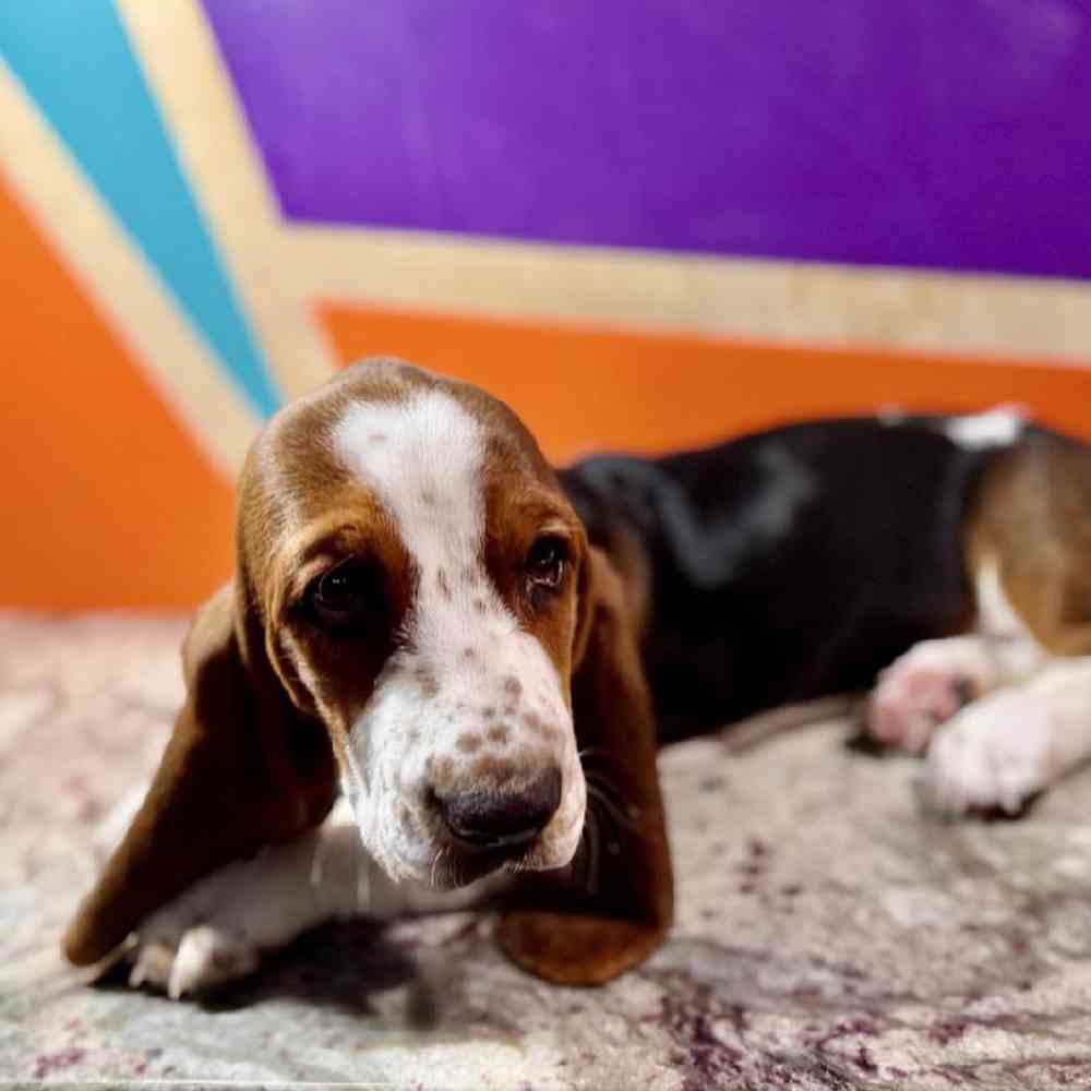 Male Basset Hound Puppy for Sale in Rogers, AR