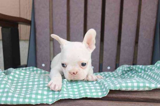 French Bulldog