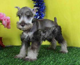 Mini Schnauzer