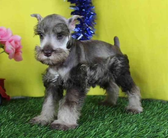Mini Schnauzer