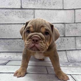 English Bulldog