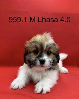 Lhasa Apso