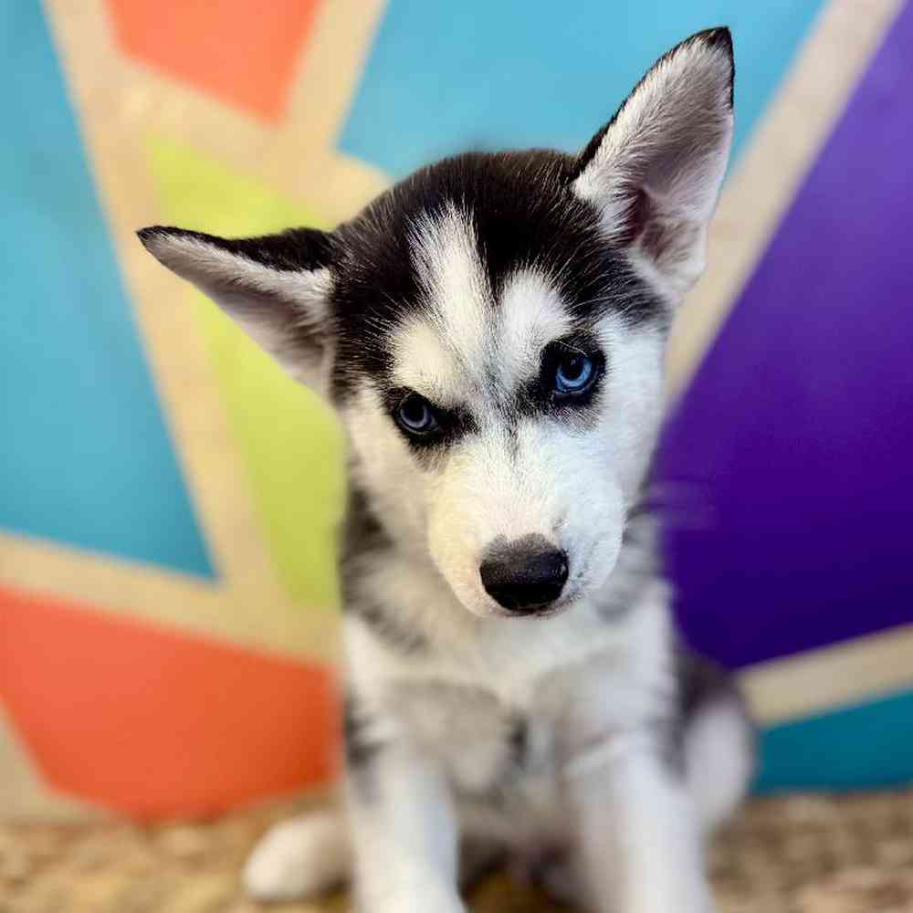 Male Siberian Husky Puppy for Sale in Fayetteville, AR