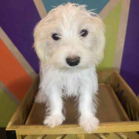Morkie