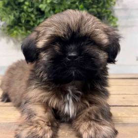 Yorkie-Shih Tzu