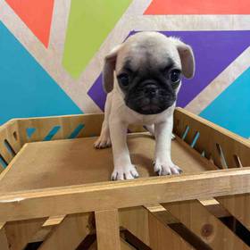 Pug