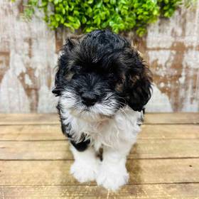 Cockapoo