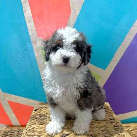 Mini Bernedoodle
