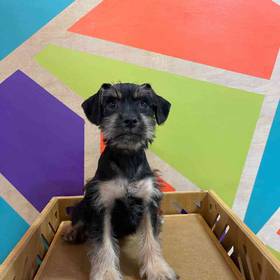 Mini Schnauzer