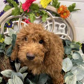 Mini Goldendoodle