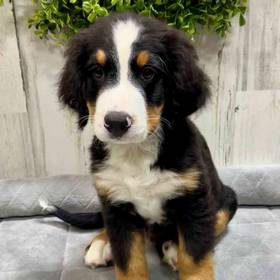 Bernese Mountain Dog