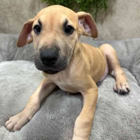 Great Dane
