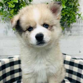 Pomsky