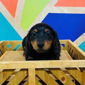 Mini Dachshund