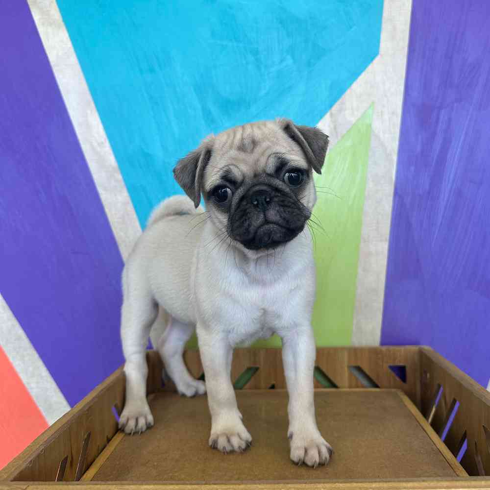 carousel pet images