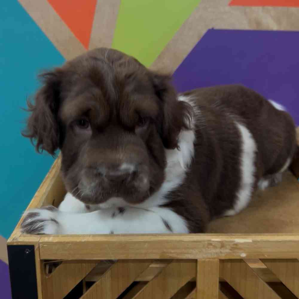 carousel pet images