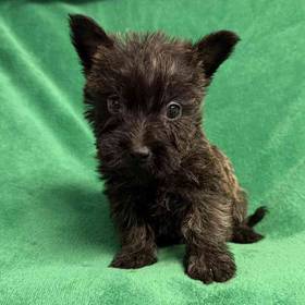 Cairn Terrier