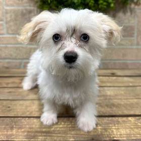 Maltipoo