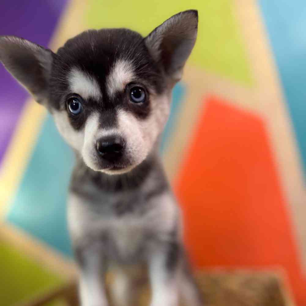 carousel pet images