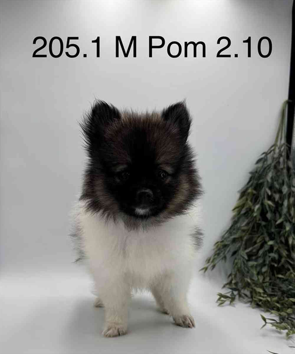 Image of a pet breed in the gallery