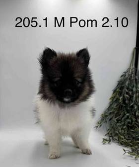 Pomeranian