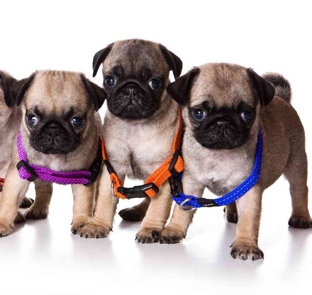 Pug cross puppies for sale hot sale near me