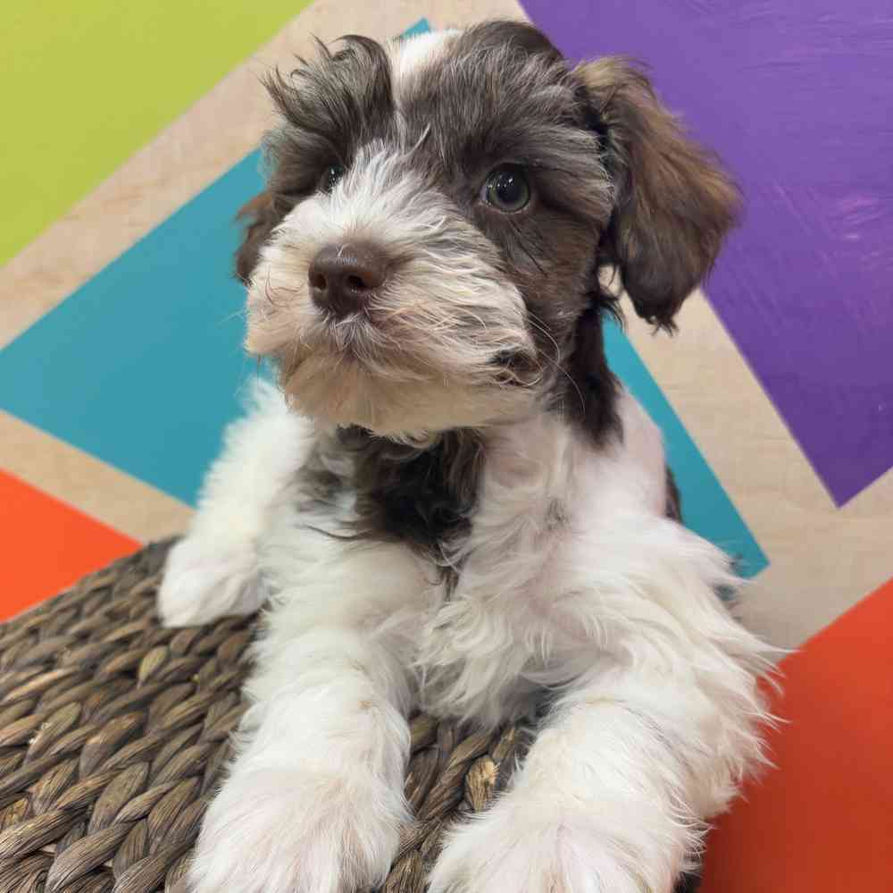 carousel pet images