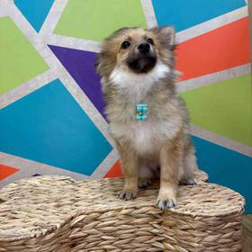 Pomeranian