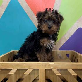 Yorkie-Poo