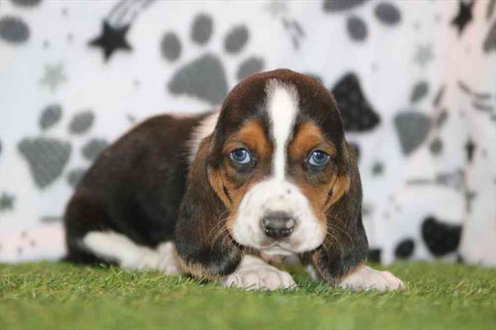Image of a pet breed in the gallery