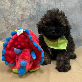 Shih-Poo