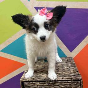 Papillon