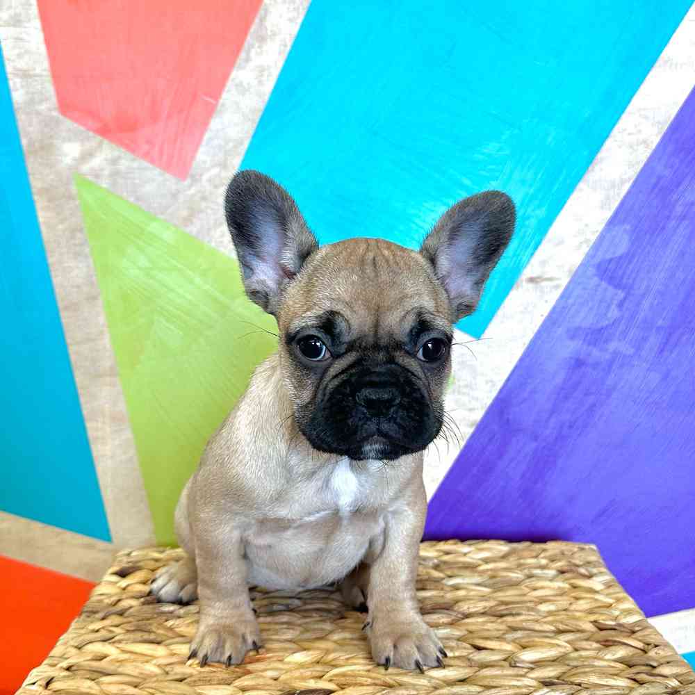 Image of a pet breed in the gallery
