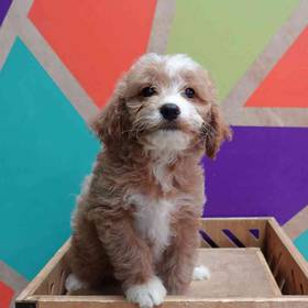 Mini Goldendoodle