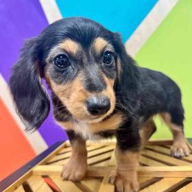 Mini Dachshund