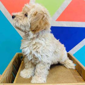 BichonPoo