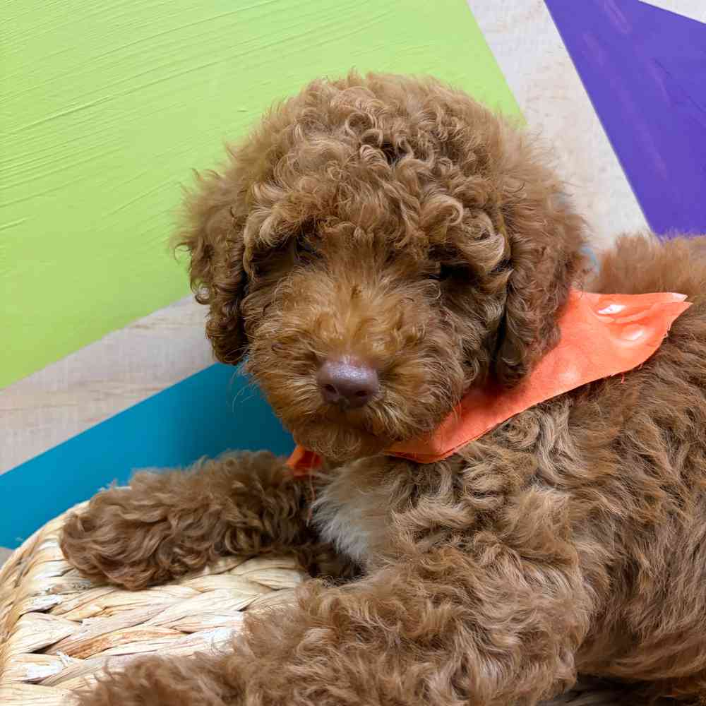 carousel pet images