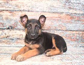 German Shepherd