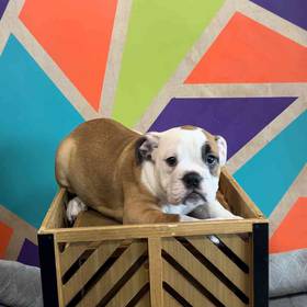 Victorian Bulldog