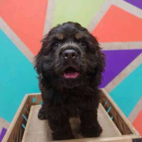 Cocker Spaniel