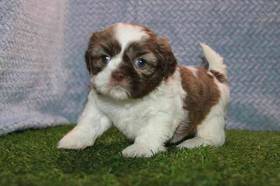 Shih Tzu