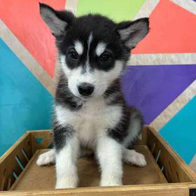 Alaskan Malamute