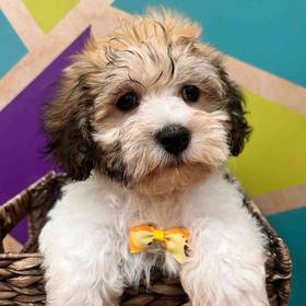 Havanese