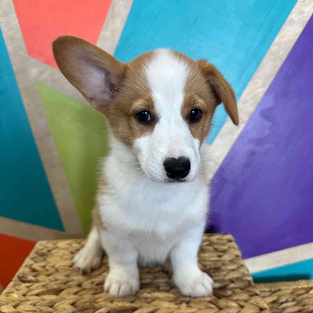 Image of a pet breed in the gallery
